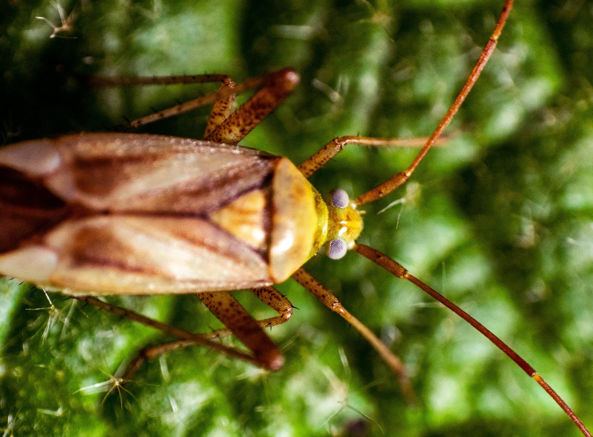 What Diseases Do Cockroaches Carry